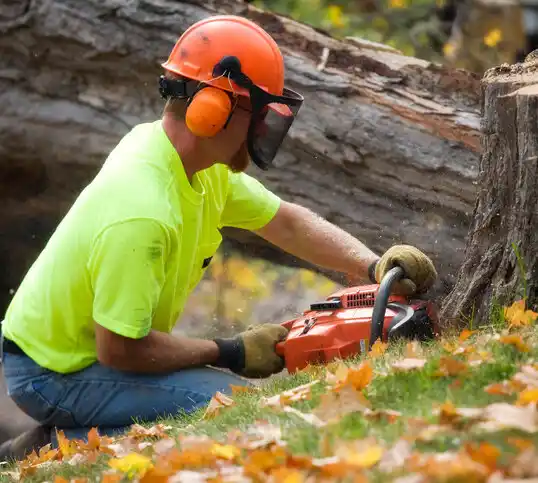 tree services Millers Creek